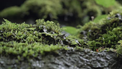 water droplets rolling off of fern leaf on hillside after rain in forest