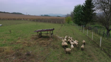 sheep herd in wheat field