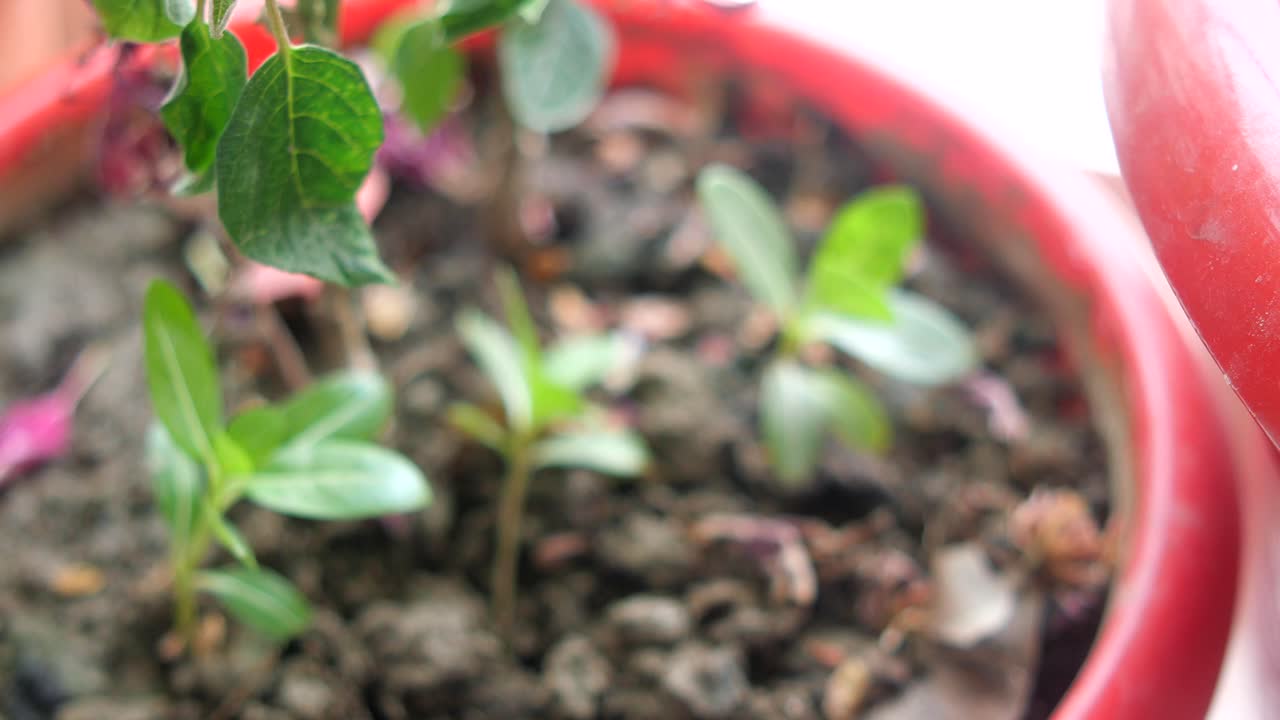 close up de una pequeña planta que crece en una olla roja