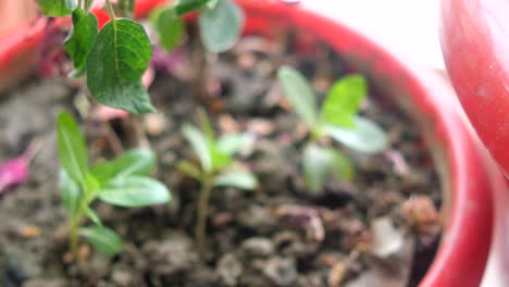 close up of a small plant growing in a red pot