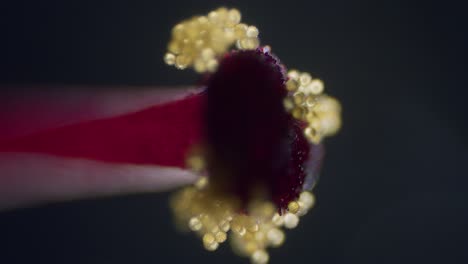 polen en flor de abutilon estigma vista microscópica rampa de enfoque campo de profundidad superficial