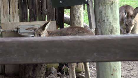 Australian-Kangaroo-in-captivity-drinking-water-from-trough