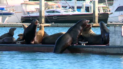 Salón-De-Leones-Marinos-Chapotear-Y-Tocar-La-Bocina-En-Un-Muelle-En-El-Puerto-De-Santa-Bárbara-1