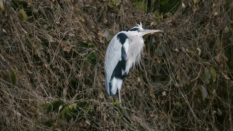 Grey-Heron-Standing-on-shrubbery-in-Autumn,-Yangjae-stream,-South-Korea