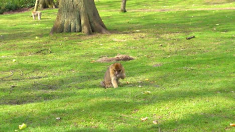 a macaque monkey in a green forest