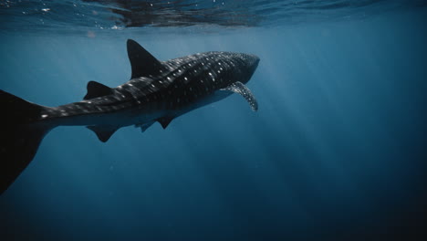 Pan-to-establish-whale-shark-swimming-near-ocean-surface-in-deep-blue-water-with-light-rays