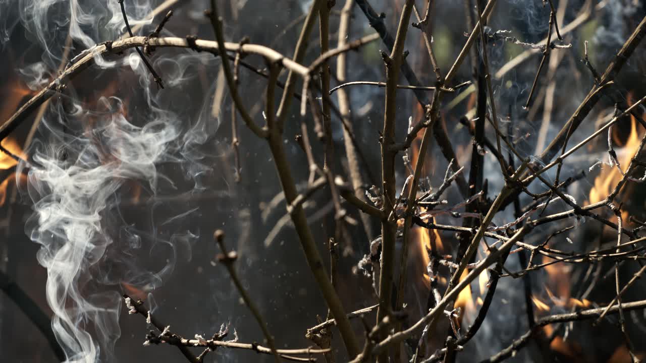 숲의 화재: 덤불과 나무의 가지가 불타고 연기를 피우고, 화재 또는 자연으로 인한 산불, 슈퍼 슬로 모션 카메라 1000fps로 촬영.