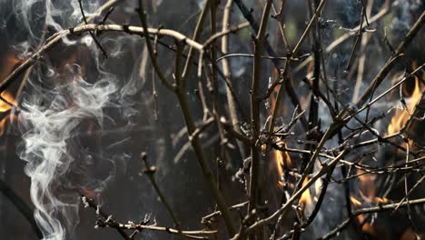 forest fire in close-up. the branches of shrubs and trees are burning and smoking. wildfires caused by arson or nature. shot on super slow motion camera 1000 fps.