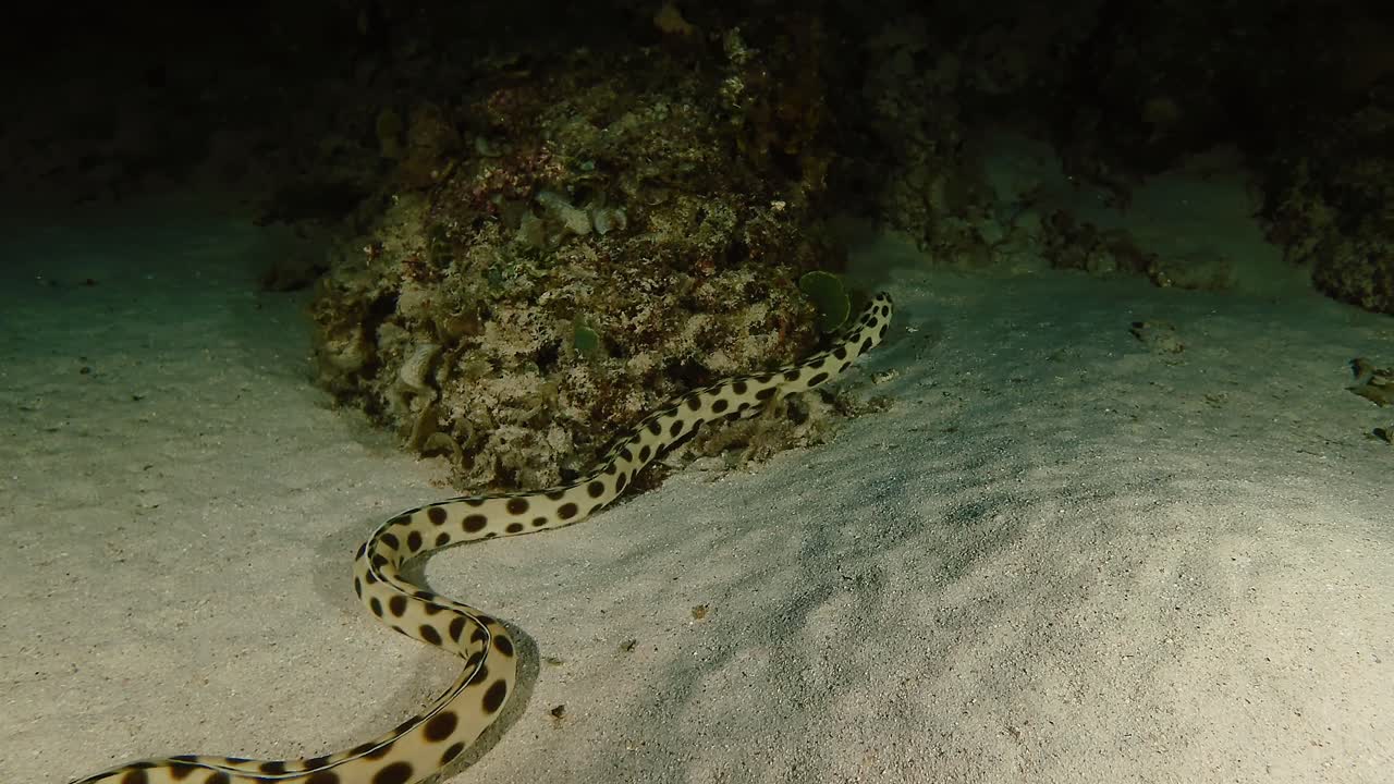 Filmato di immersione notturna di un'anguilla serpente che scivola sul fondale sabbioso nelle acque delle Mauritius. Affascinante comportamento di un predatore marino notturno, perfetto per temi di fauna marina subacquea ed esplorazione oceanica.