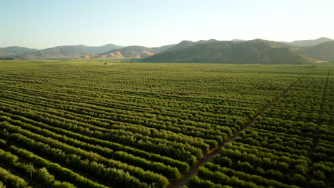 vast olive groves on chilean farm next to asphalt country road, aerial