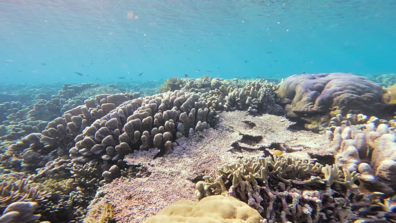 un paisaje submarino estático del pacífico arrecife de coral lleno de vida en las maldivas