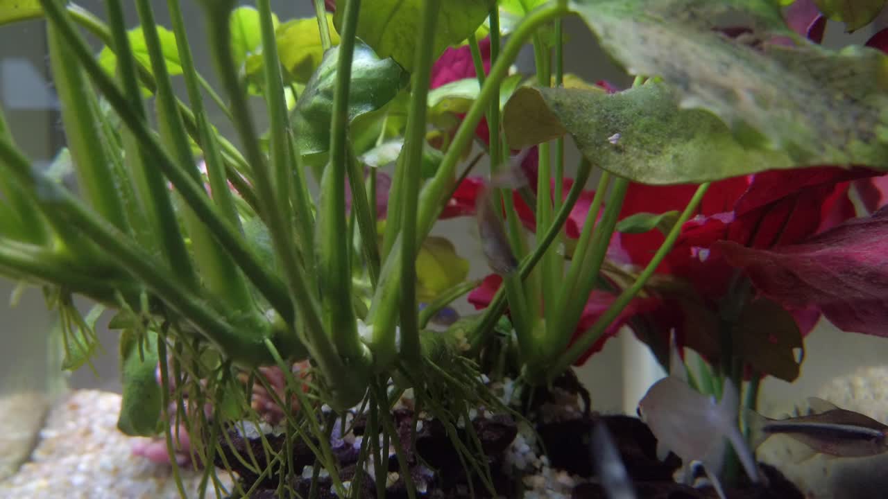 유목, 자갈, 녹색 및 적색 식물이 있는 맑은 물 수족관의 다채로운 열대어