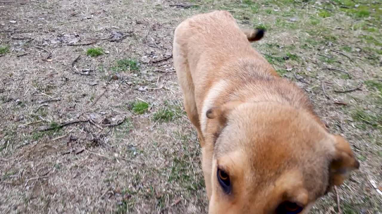 perro extraviado de color marrón claro siguiendo la cámara de cerca