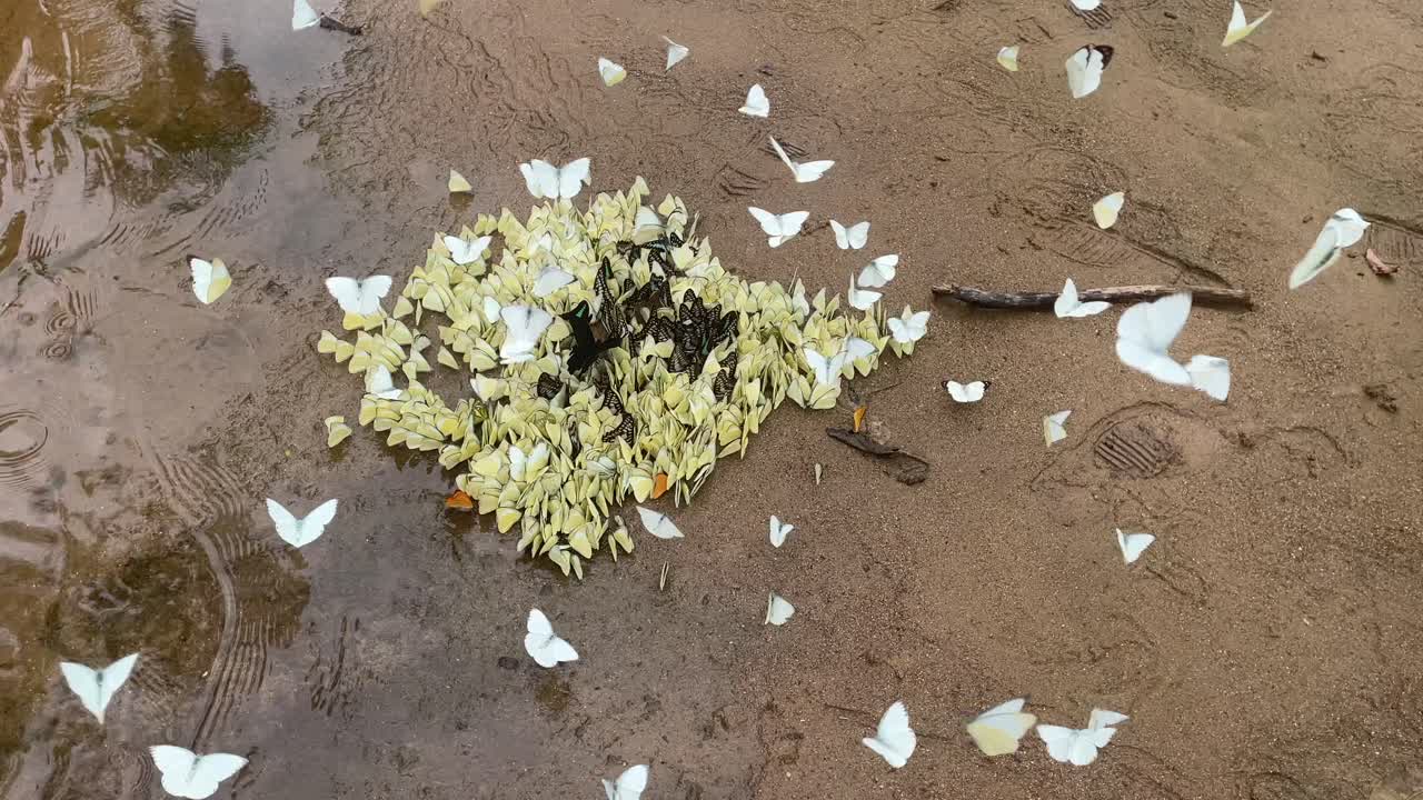 cien mariposas en un solo lugar en 4k