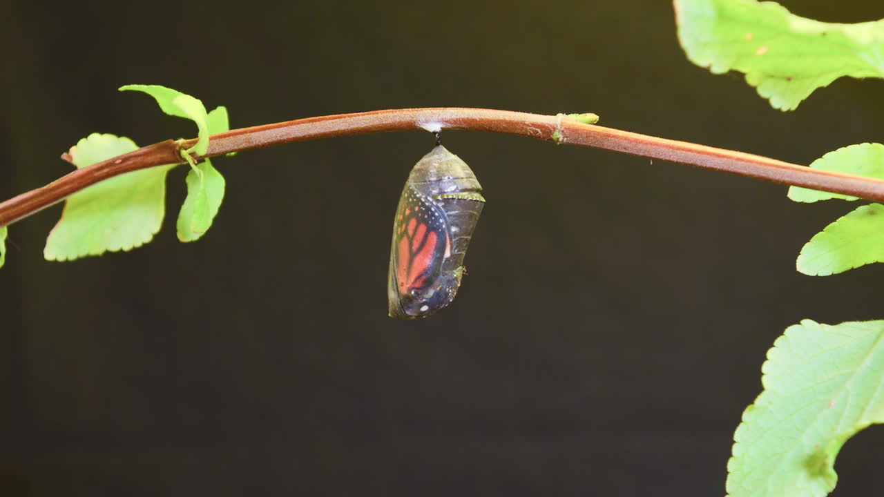 una mariposa monarca sufre una metamorfosis en esta toma de lapso de tiempo 1
