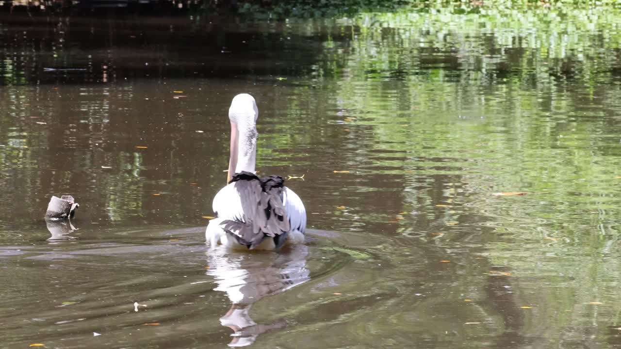 un pelícano y un pato nadan juntos en un estanque