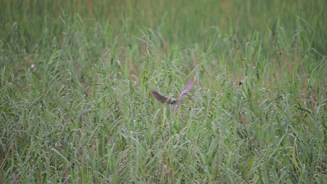 블랙 크라운드 나이트 헤이런 (black crowned night heron) 은 둥지를 짓는 재료와 랜딘 진 (landin gin) 둥지를 쌓는 식민지와 함께 날아다닙니다.