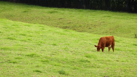 single cow peacefully grazing on lush grass