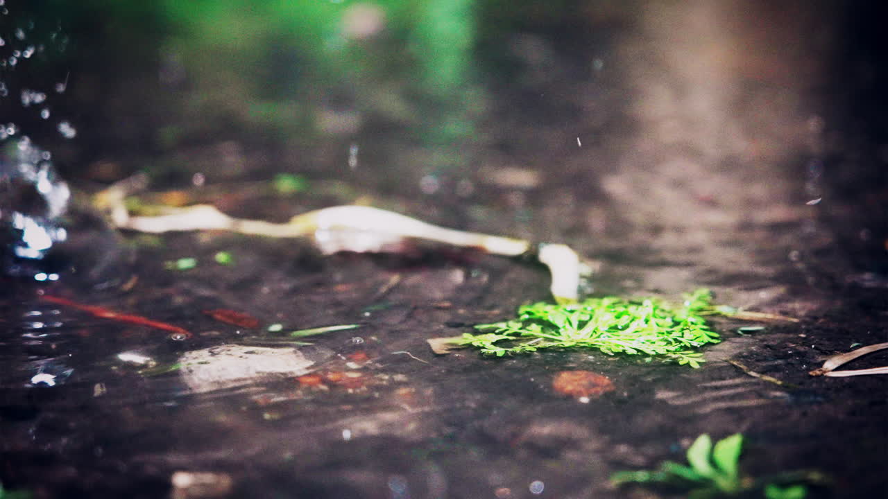 Raindrops Falling into a Puddle on the Ground