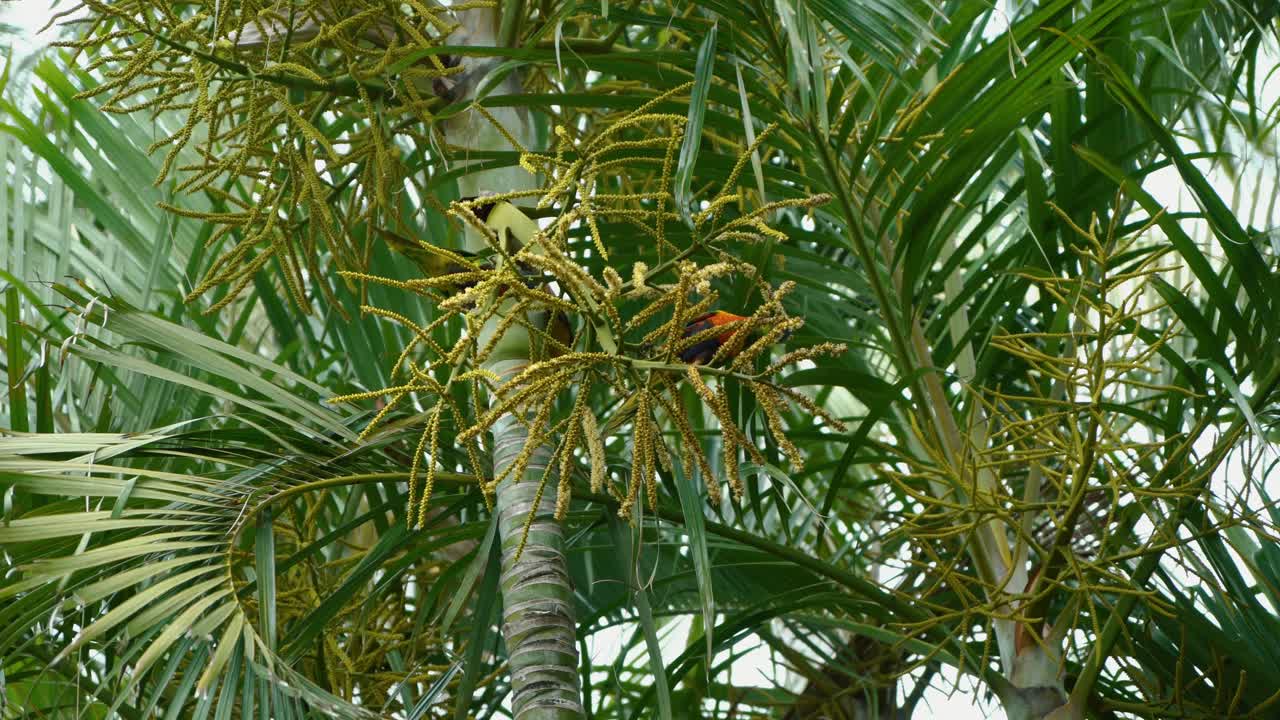 dos lorikeets arco iris colgando comiendo semillas de un árbol tropical