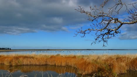 static shot of birdlife on lake with foreground colors of tussock grass contrasting with bare tree - lake ellesmere, new zealand