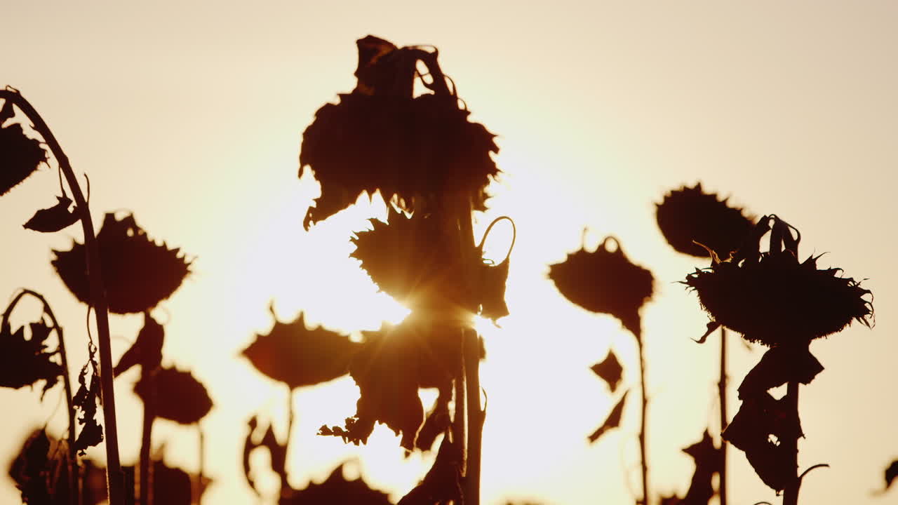 태양 광선은 일몰에 잘 익은 해바라기의 줄기를 통해 빛난다 이미 익고 준비된 해바라기