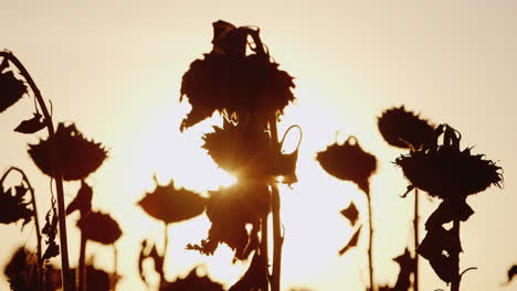 The-Sun's-Rays-Shine-Through-The-Stalks-Of-Ripe-Sunflower-At-Sunset-Sunflower-Already-Ripe-And-Ready