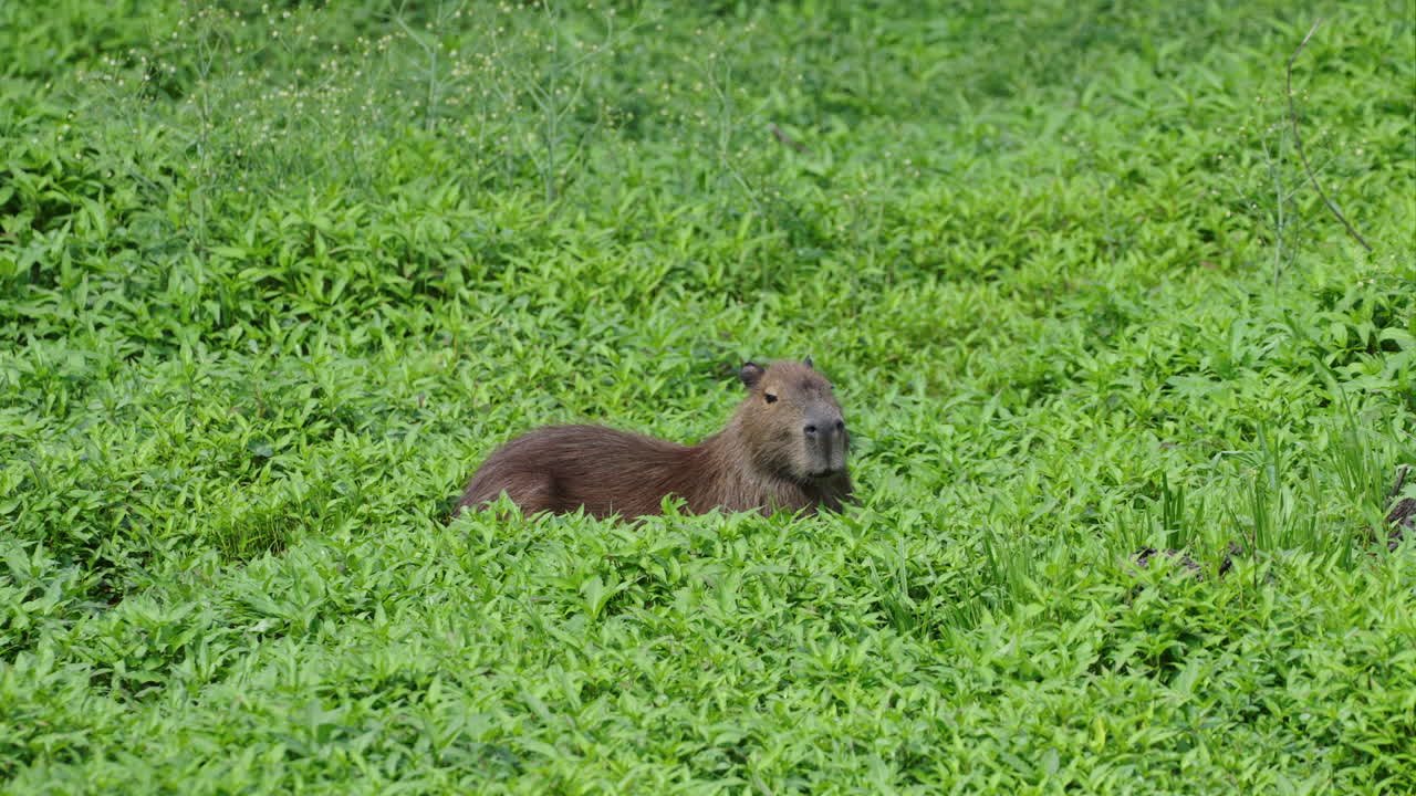 Capibara selvatico che riposa nell'erba lussureggiante di un prato verde brillante, assaporando la tranquillità e la serenità del suo habitat naturale mentre è circondato dalla bellezza della natura