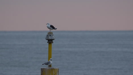 dos gaviotas en el muelle admirando la hermosa vista del océano con un fondo de cielo rosa