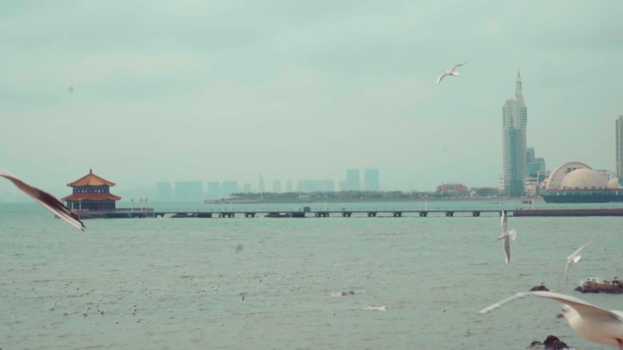 slow motion of seagulls flying on the sea,Qingdao Zhan Qiao.Qingdao trestle bridge seagull