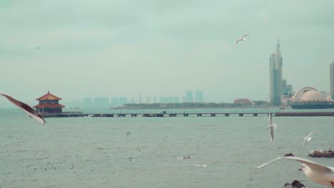 slow motion of seagulls flying on the sea,qingdao zhan qiao.qingdao trestle bridge seagull