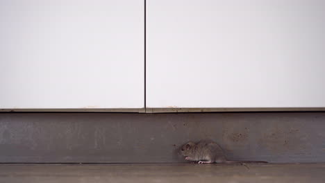 a cheeky, fearless and brave common sewer rat hiding in plain sight on the kitchen floor as an oblivious british shorthair cat walks by, not noticing the rat