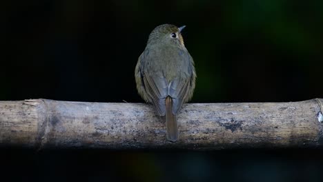 hill blue flycatcher perched on a bamboo, cyornis whitei