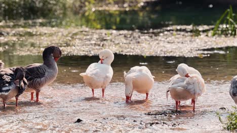 white duck spreading wings and bathing in the river with flock of ducks