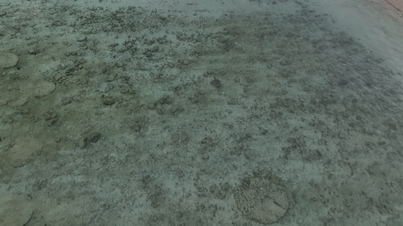 tortuga nadando sobre el coral en la isla de gili trawangan, indonesia
