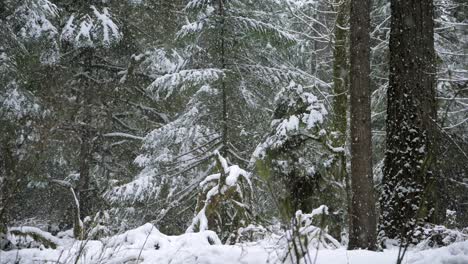 Cámara-Lenta,-Plano-General-De-Un-Bosque-Durante-Una-Tormenta-De-Nieve-De-Coníferas