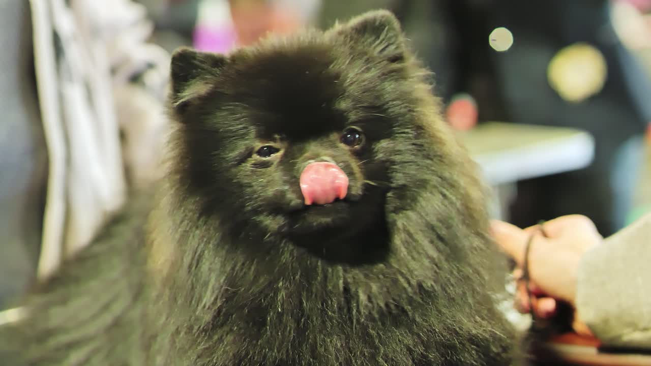 Close-up of a adorable fluffy black Pomeranian calmly gazing at owner at a dog show