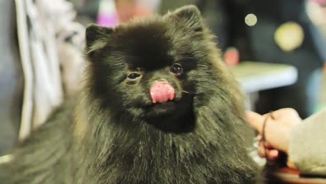 close-up of a adorable fluffy black pomeranian calmly gazing at owner at a dog show