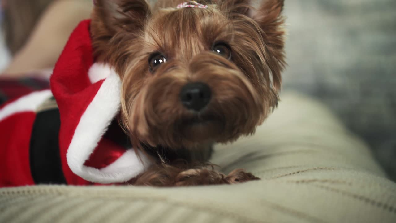 빨간 재을 입은 사랑스러운 작은 개가 침대에 누워서 카메라를 바라보고 있습니다.