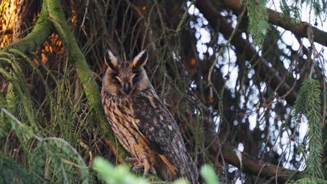 Long-eared-Owl-Perch-In-Dense-Conifer-Tree-In-The-Forest