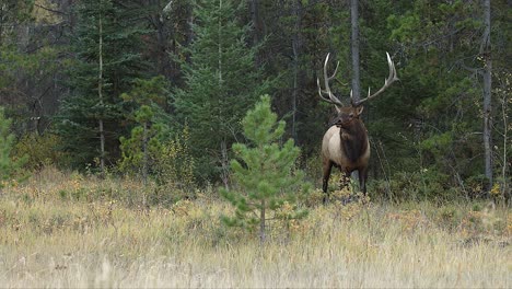 a powerful bull elk exits the trees, showcasing its grace and strength in 4k