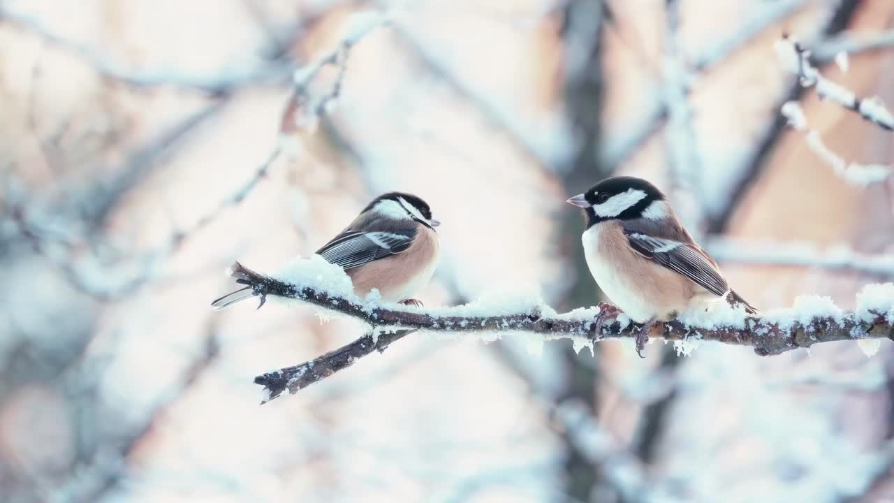 Two birds perched on a snow-covered branch, captured in a close-up angle