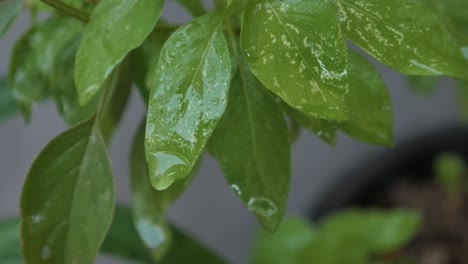 Jakarta,-Indonesien---12.-Dezember-2019:-Blätter-Und-Wassertropfen