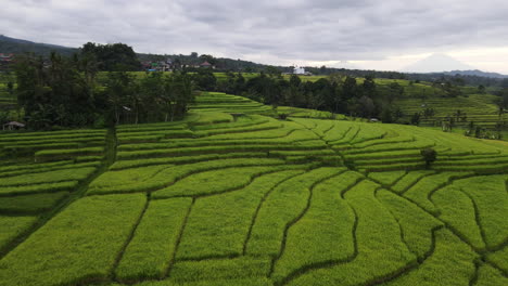 aerial view of lush rice field terrace on the countryside of north bali, indonesia - drone shot