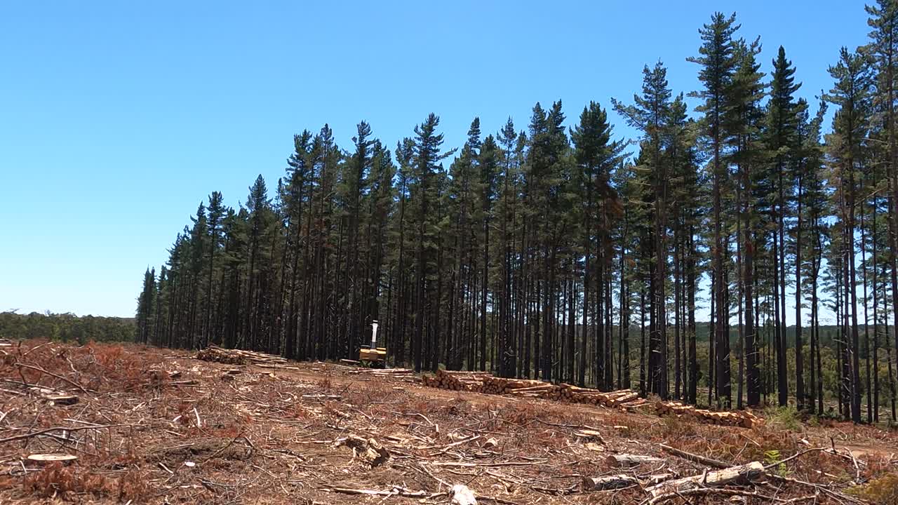 Vanishing forests for infrastructure projects at Argentina pines