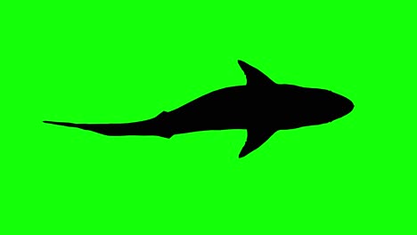 silhouette of a great white shark swimming on green screen, top view