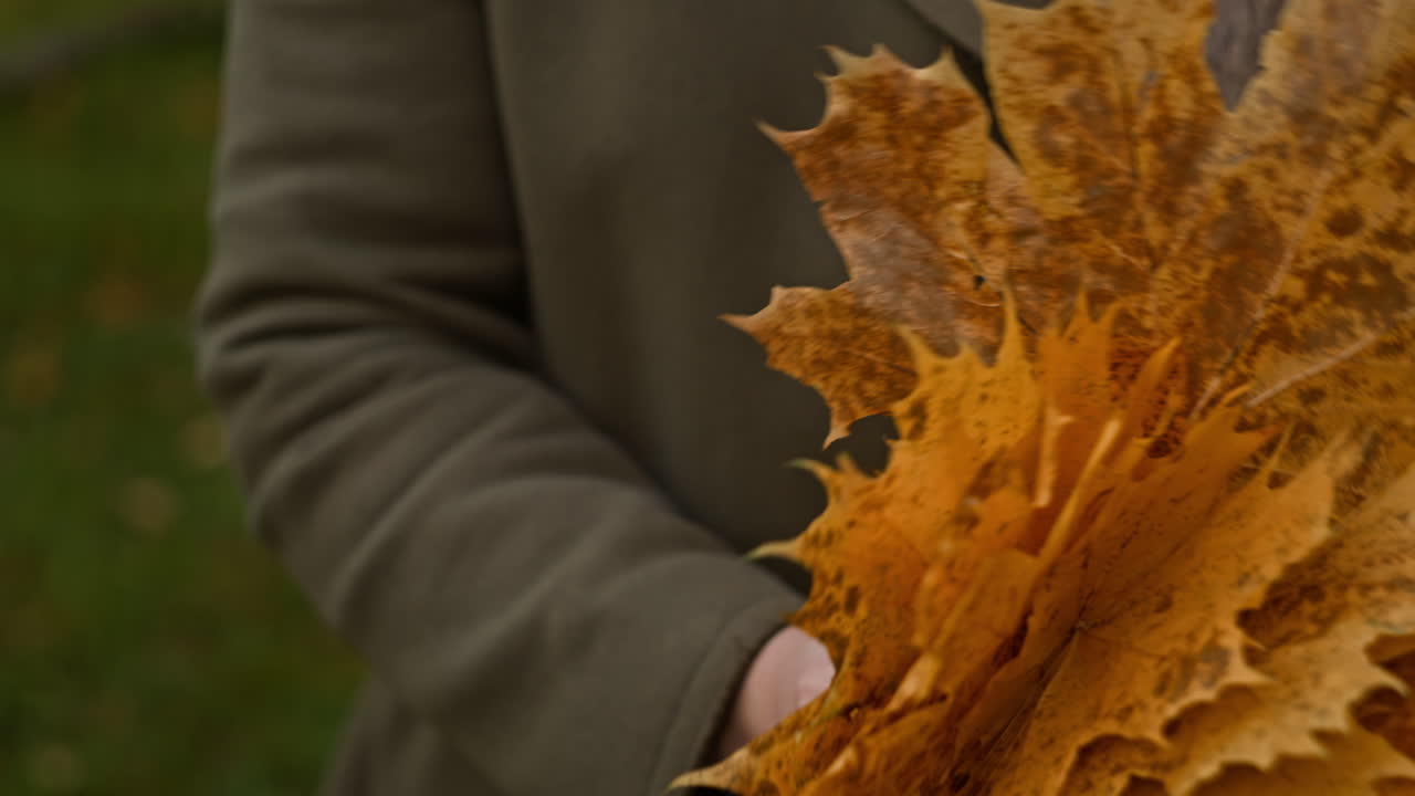 осенние листья