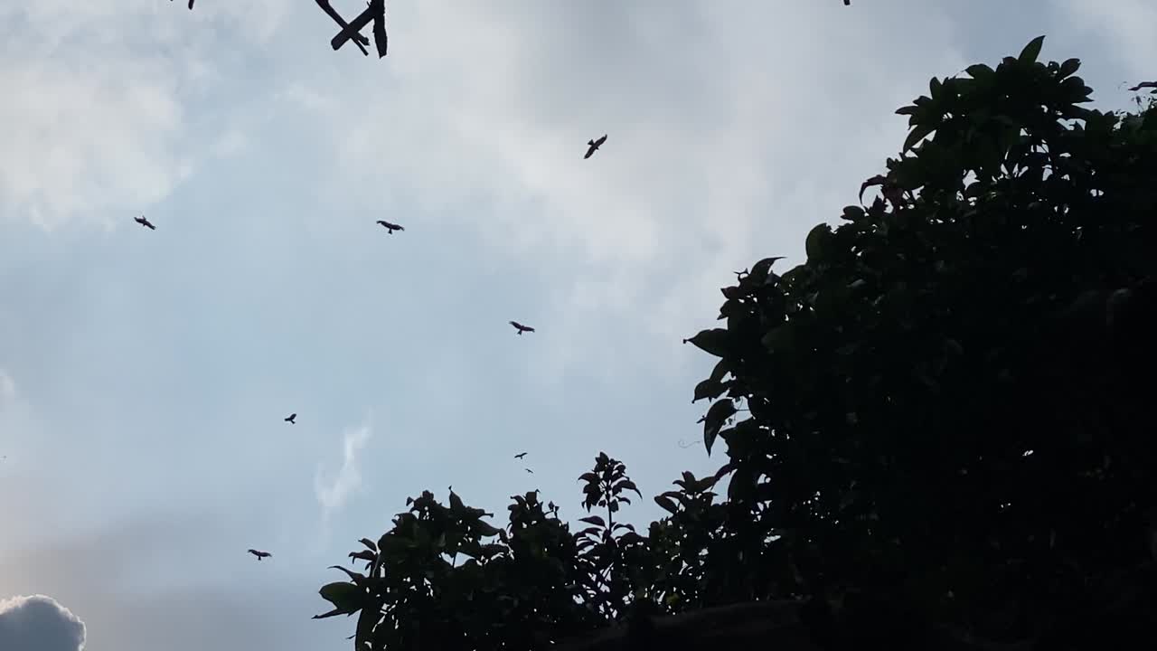 Eagles Flying In The Sky - Low Angle Shot