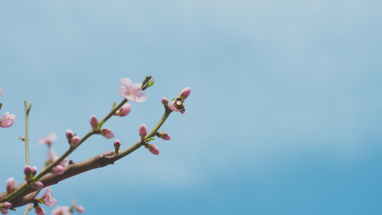 Pink Peach Blossoms with Bee