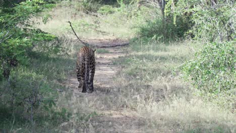 leopard walking away on dirt path in yala, wild mood with sense of calm solitude